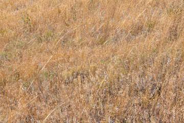 Grassy meadow filled with subtle colors and textures