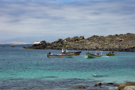 Isla Dama, national reserve, tourism in punta de choros, coquimbo region, chile