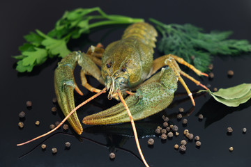 Green crayfish. Black pepper and bay leaf. Preparation for cooking.