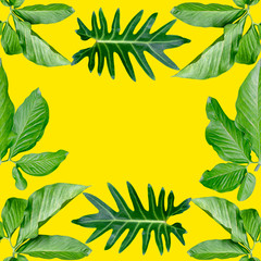 Fototapeta na wymiar tropical exotic plant leaf,green leaves pattern are made new color for nature concept,abstract background for textile and fabric design,isolated on yellow background