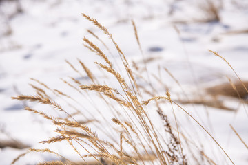 Fototapeta premium A gust of wind blows grass in foreground of snowy winter scene