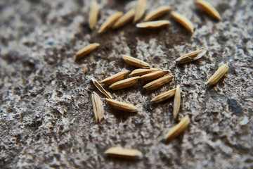 unmilled rice for animal food on floor closed up ,macro view