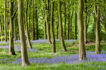 Bluebells nestled amongst tall trees
