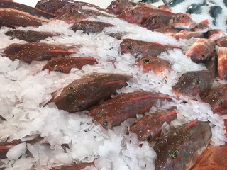 Rows of reddish fish packed in ice at an Auckland, New Zealand, fish market.
