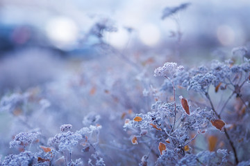 Hoarfrost on dry grass in meadow. Frost covered grass, wild flowers and bushes. First frost in...