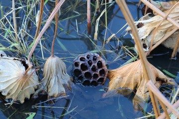 終焉　秋　蓮池　茨城