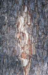 Obraz premium wood tree barks nature background