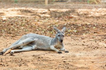 Gray Australian Kangaroo