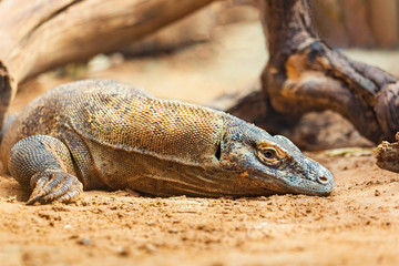 portrait of a monitor lizard