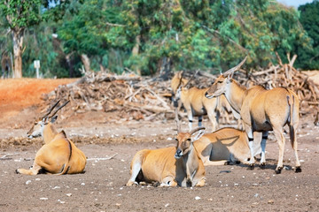 a herd of large antelopes
