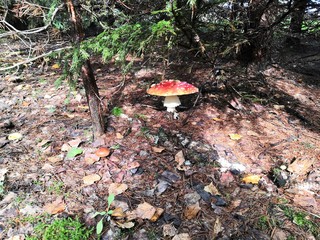 mushroom in forest