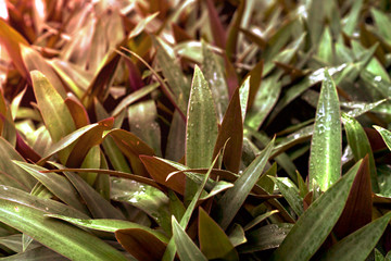 green leaves pattern with drop of water,leaf Tradescantia spathacea or Boat Lily, Candle Lily  in the garden