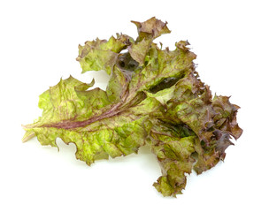 Fototapeta premium Red coral fresh lettuce leaves isolated on white background