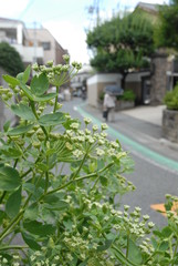 庭先の緑と道路