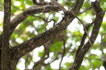 natural green bokeh abstract background,blurred textured