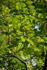 陽を浴びる樹々