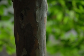 木の幹のクローズアップ　アップ　質感　樹皮　皮　樹木　森　林　森林　ボケ　緑