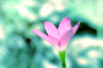closeup pink flower with blurred background,Zephyranthes grandiflora