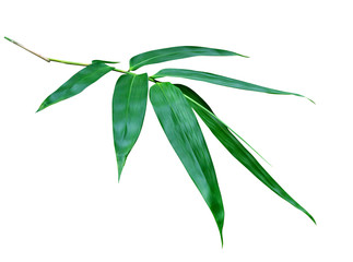 Green bamboo leaves pattern isolated on white background,Front view