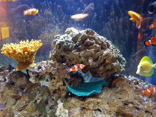Fish and corals in the Michin aquarium at Guadajara Jalisco