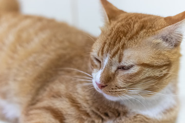 An orange cat is relaxing.
