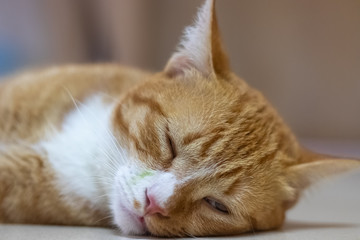 An orange cat is relaxing.