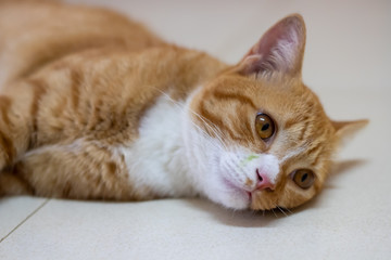 The orange cat looked something.