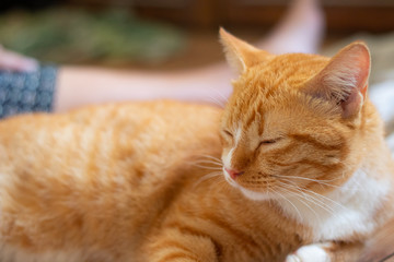 An orange cat is relaxing.