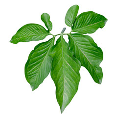 Green leaves pattern,leaf Syngonium podophyllum isolated on white background,include clipping path