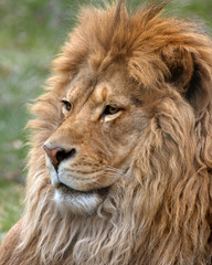 African Lion