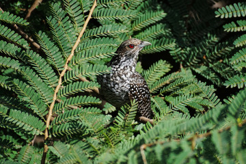 Asian koel, female, Eudynamys scolopaceus, Pune, Maharashtra, India