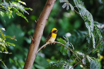 Weaver bird, male, Ploceus philippinus, Wai, Maharashtra, India