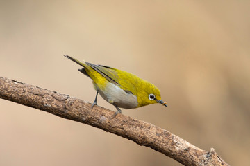 Oriental white-eye, Zosterops palpebrosus, Sinhgadh Vally, Pune, Maharashtra, India