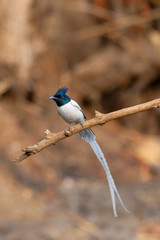 Asian paradise flycatcher, male, Terpsiphone paradisi, Sinhgadh Vally, Pune, Maharashtra