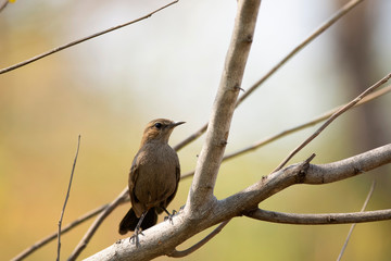 Indian robin, female, Axicoloides fulicatus, Amaravati, Maharashtra, India