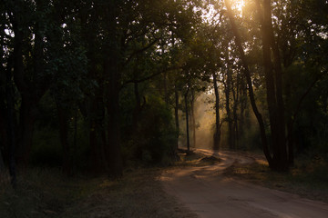 Obraz premium Sunlight through tree canopy, Bandhavgadh, Madhya pradesh, India