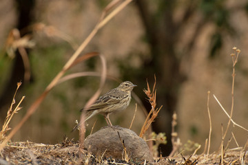 Indian bush lark, Mirafra erythroptera, Amravati, Maharashtra