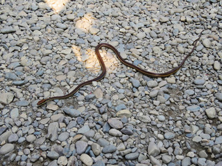 Painted bronzeback snake, Dendralephis pictus, Nameri Tiger Reserve, Assam, India