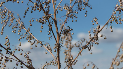 Dried autumn plant. Brown and blue background.