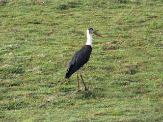 Fototapeta premium Woolly necked stork, Ciconia episcopus, Kaziranga National Park, Assam, India