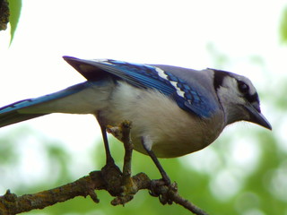 Fototapeta premium bird on a branch
