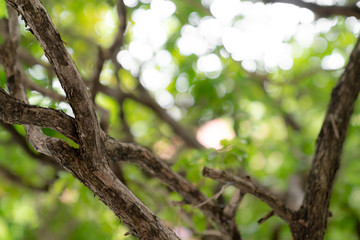 natural green bokeh abstract background,blurred textured