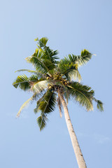 Green palm tree on blue sky background