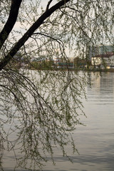 A tree above the water. Travel to Tatarstan.