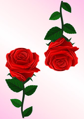 Red rose green leave background Vector illustration