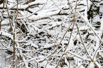 Snow covered tree branches in the winter forest. Abstract natural background