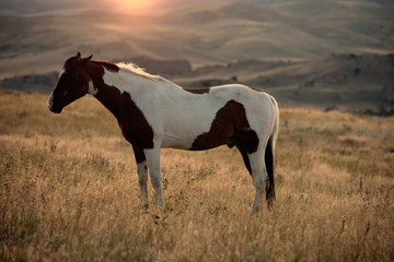Fototapeta na wymiar Paint Horse on Hill