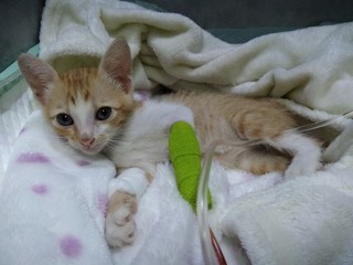 kitten sleeping on pillow