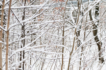 Obraz premium Snow covered tree branches in the winter forest. Abstract natural background