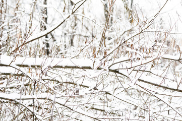 Snow covered tree branches in the winter forest. Abstract natural background